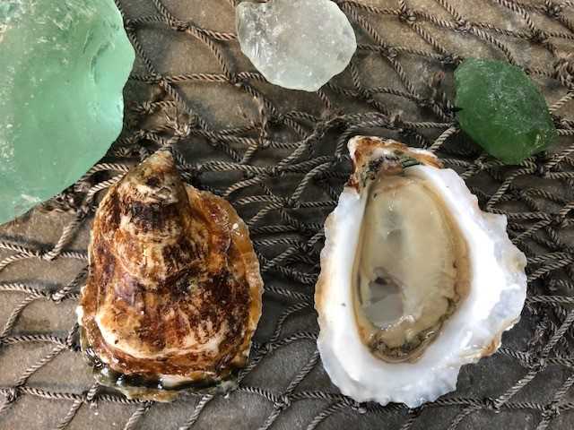  Umami Oyster™ - 25 count